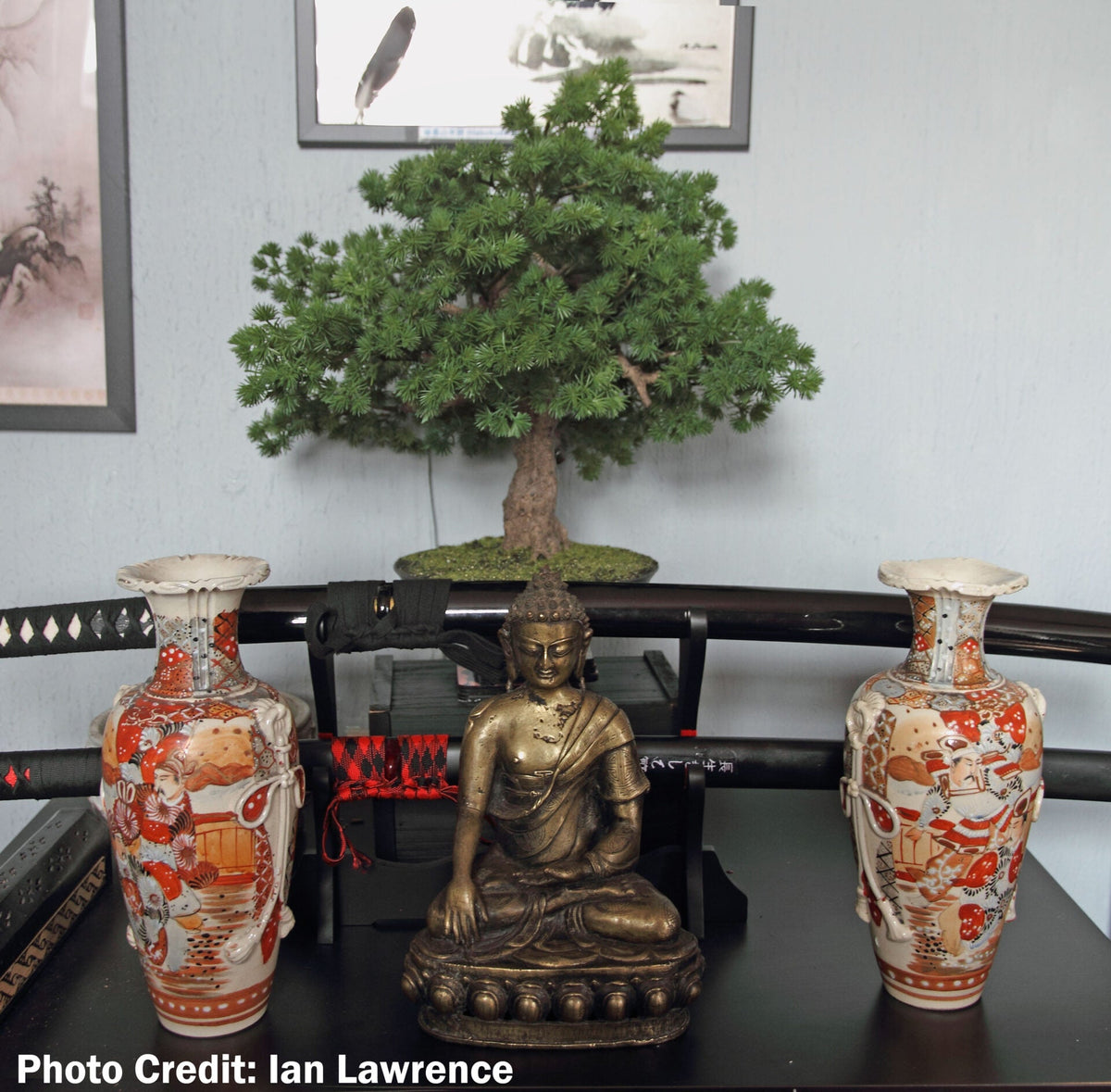 Customer Photograph - Pine Bonsai