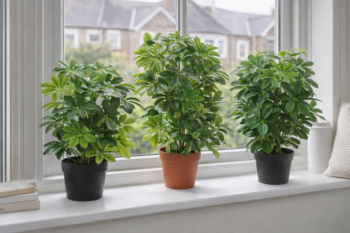 Artificial Schefflera & Umbrella Plants collection at Leaf