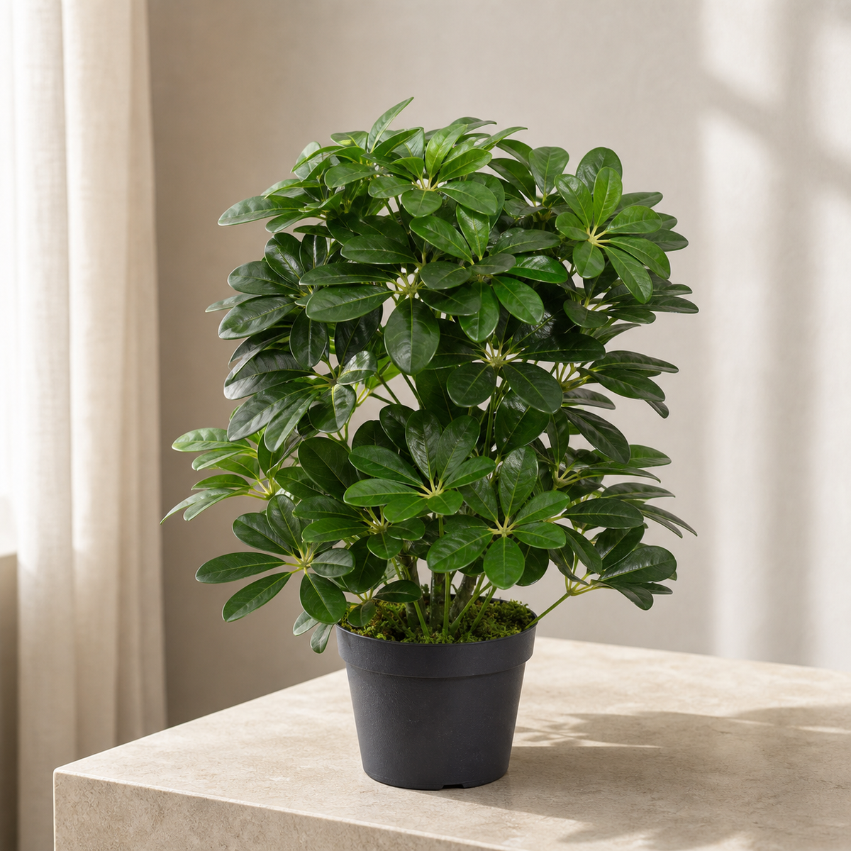 Arboricola Plants collection at Leaf