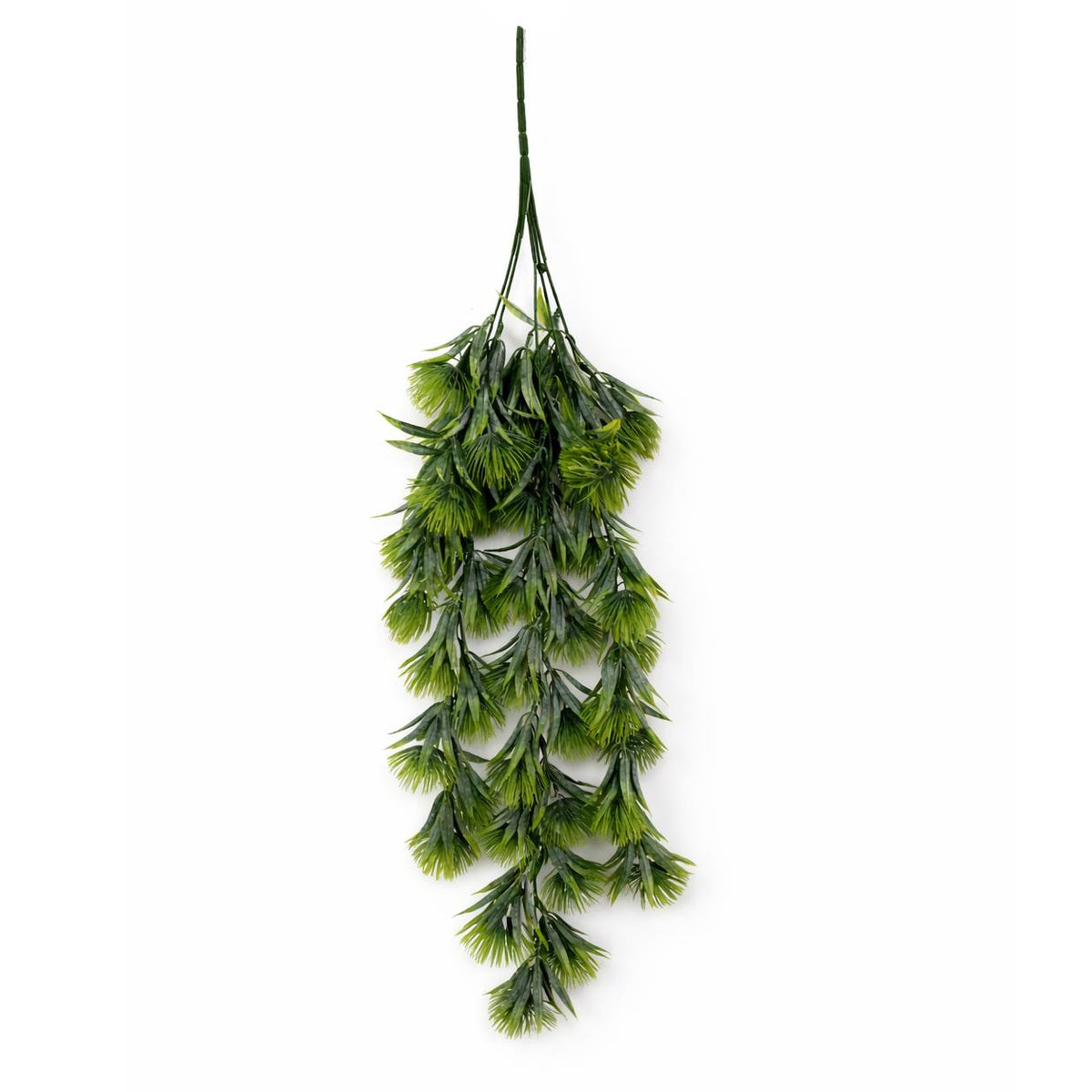 Green thistle trailing hanging plant - Single Plant