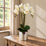 52cm Artificial Orchid Large -White / Silver