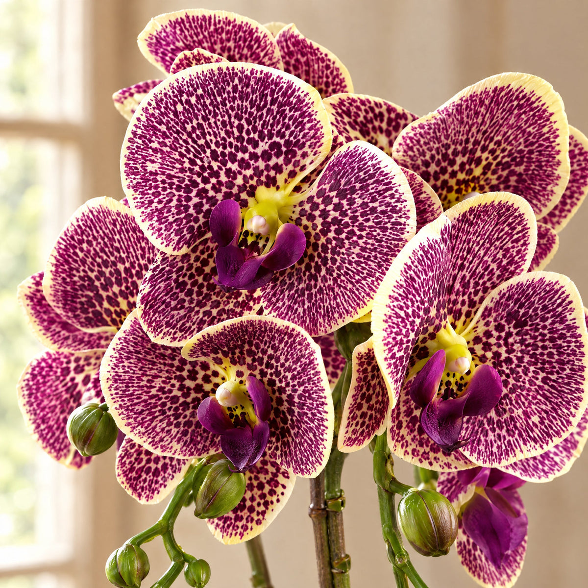 50cm Phalaenopsis Orchid Artificial - Purple Leopard - Gold Pot
