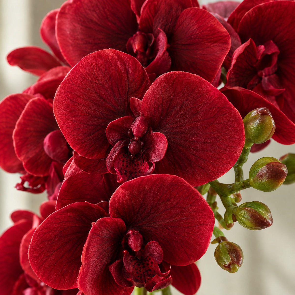 50cm Phalaenopsis Orchid Artificial - Dark Red - Gold Pot