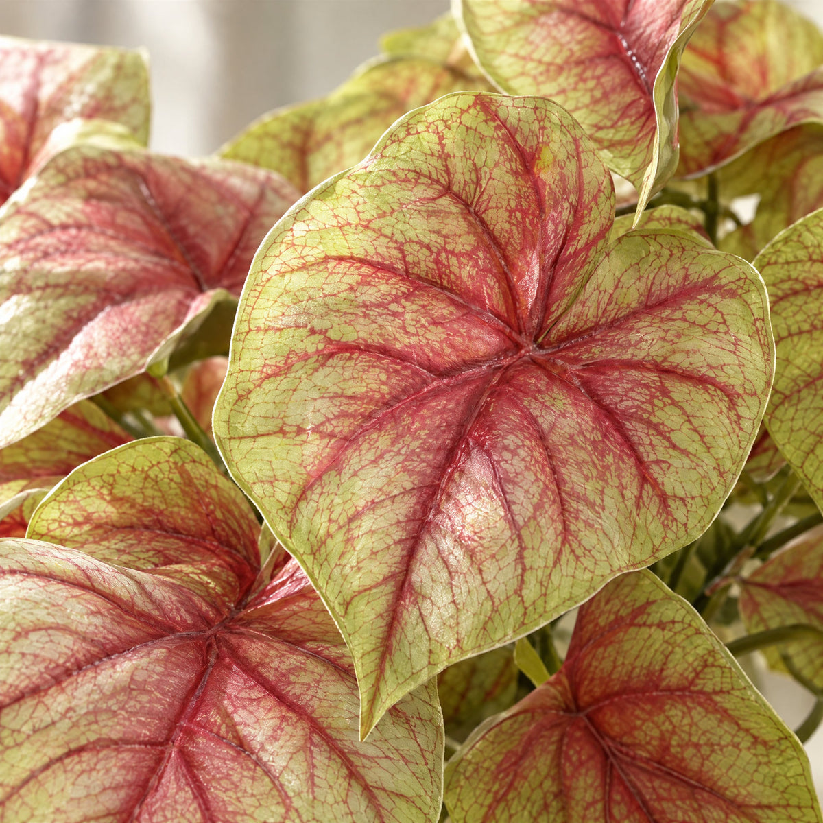 30cm Artificial Pink Caladium Potted Trailing Plant