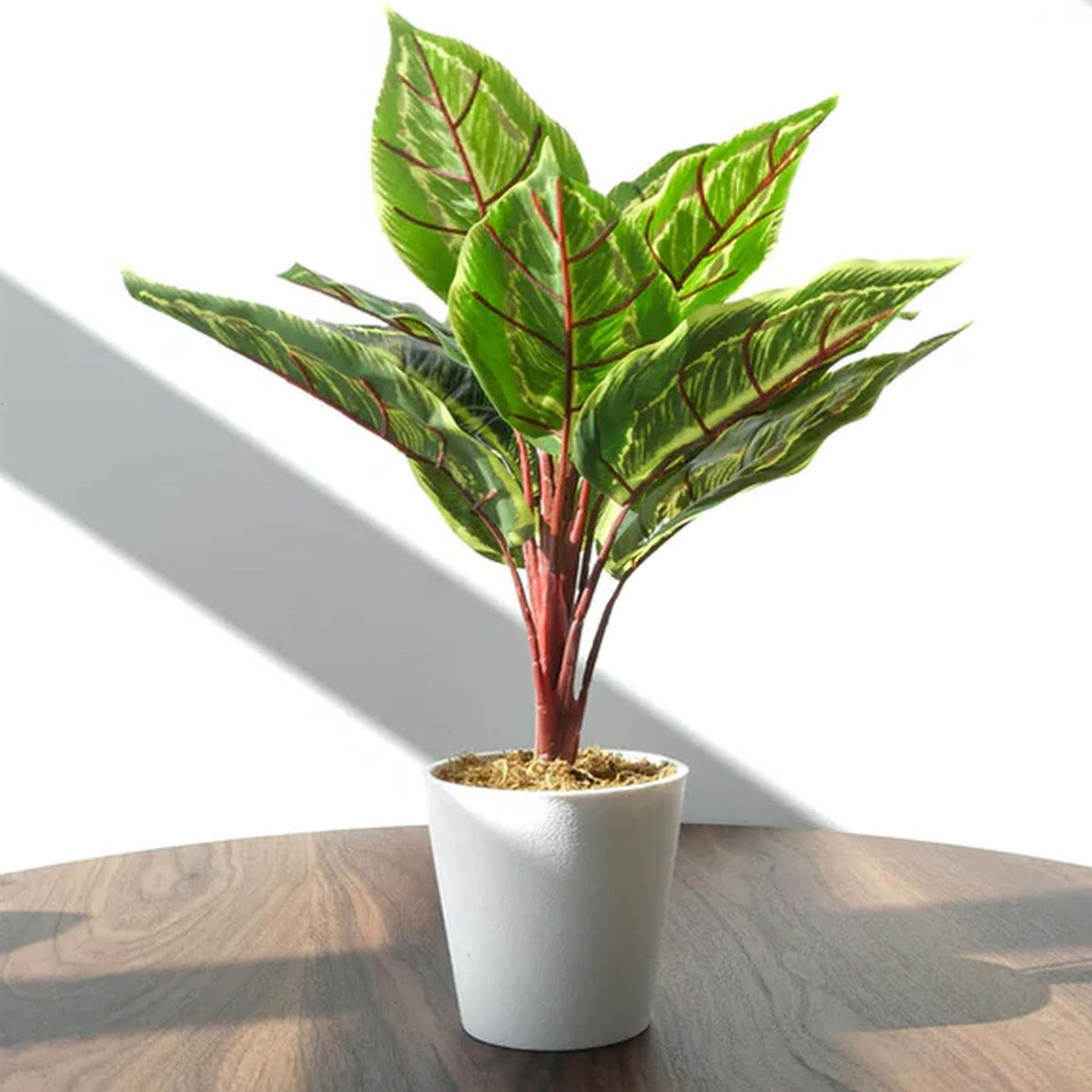 38cm Potted Artificial Calathea Veitchiane Plant – image 9