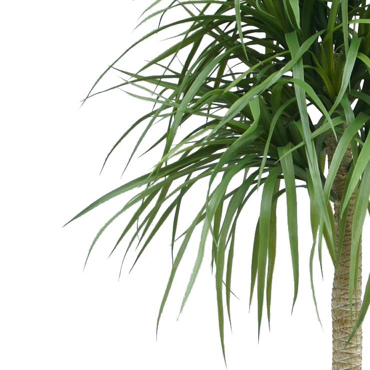 180cm Dracaena Realistic Artificial Tree – image 3
