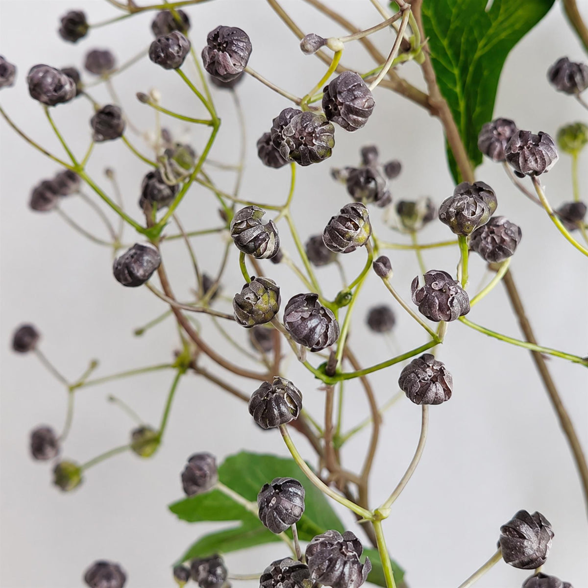 86cm Artificial Daphne Berry Spray