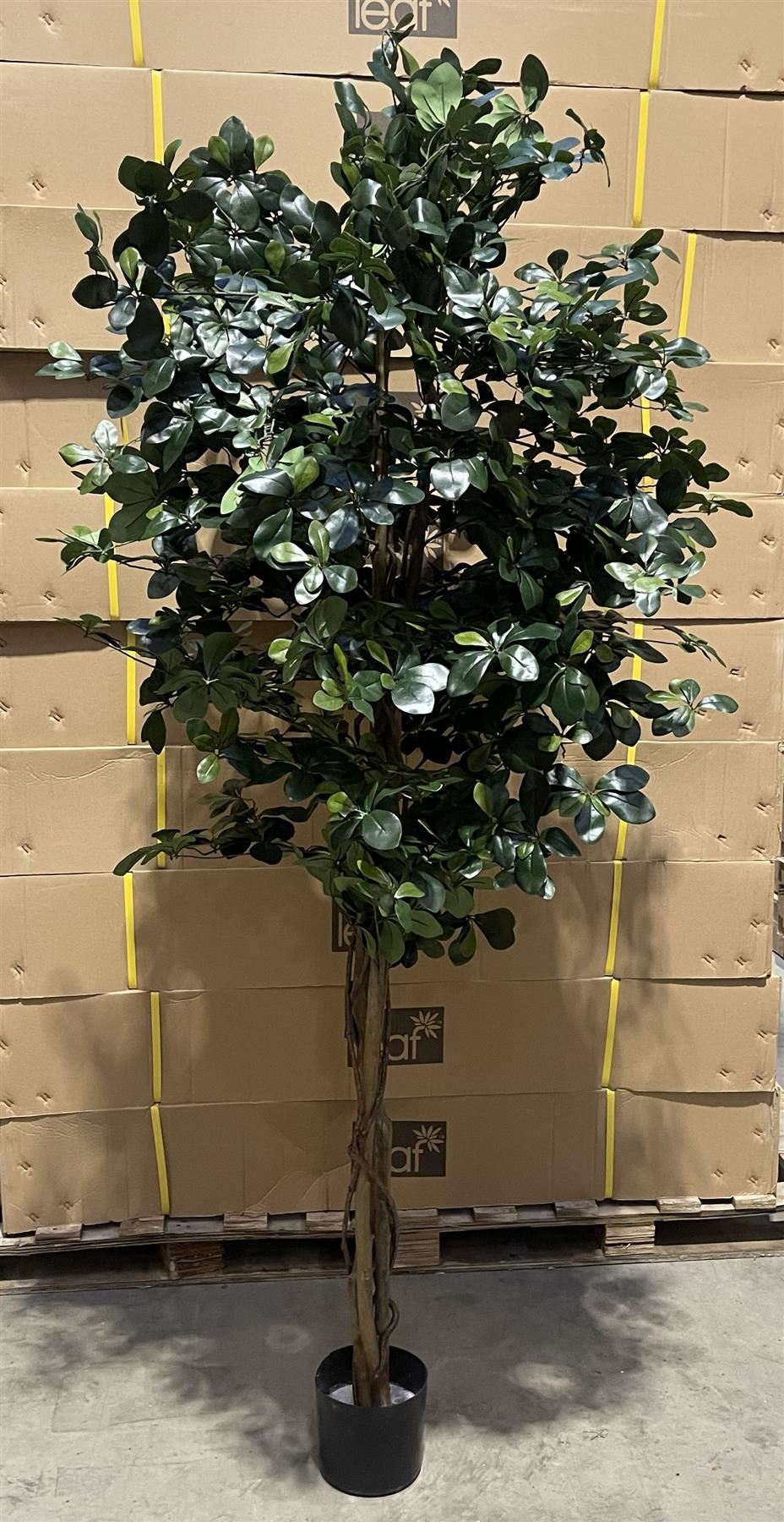 180cm Artificial Fire Retardant Black Olive Tree with 2925 Leaves and Natural Trunk – image 6
