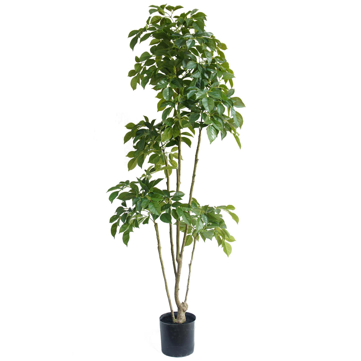 180cm Radermachera Realistic Artificial Tree – image 2