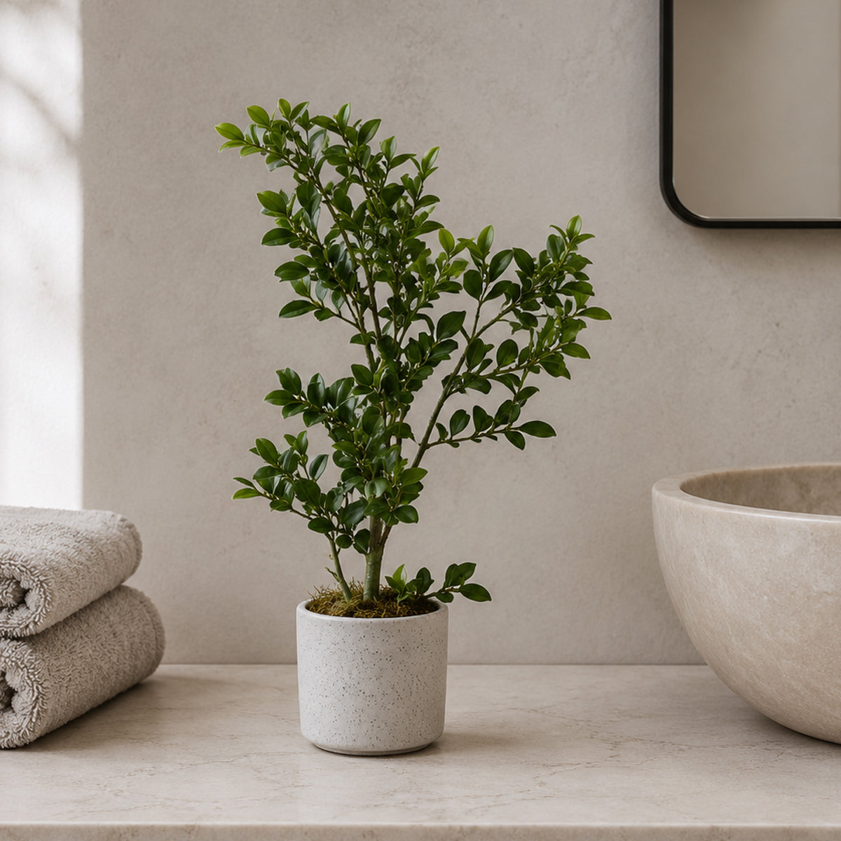 45cm Artificial Aglaia Odorata Bonsai Ficus Tree – image 3