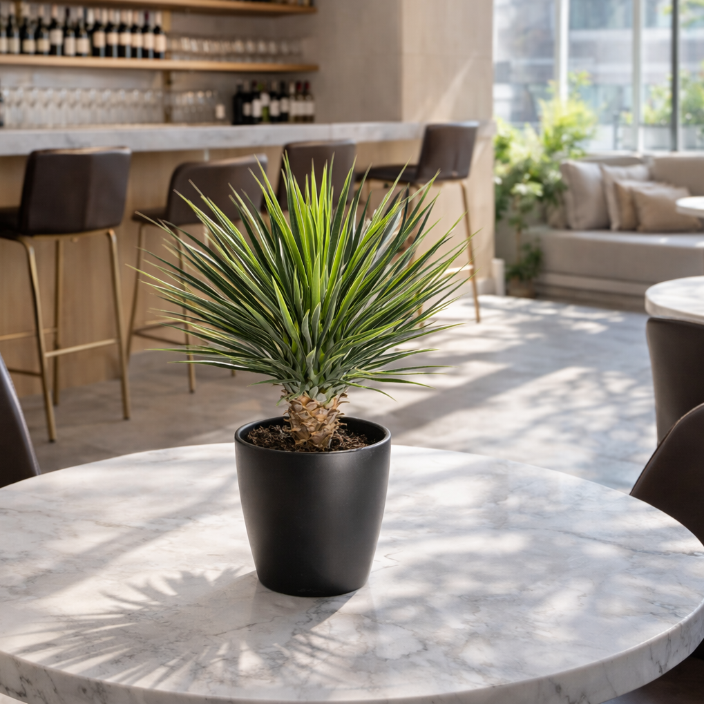 75cm Artificial Dracaena Plant – image 3