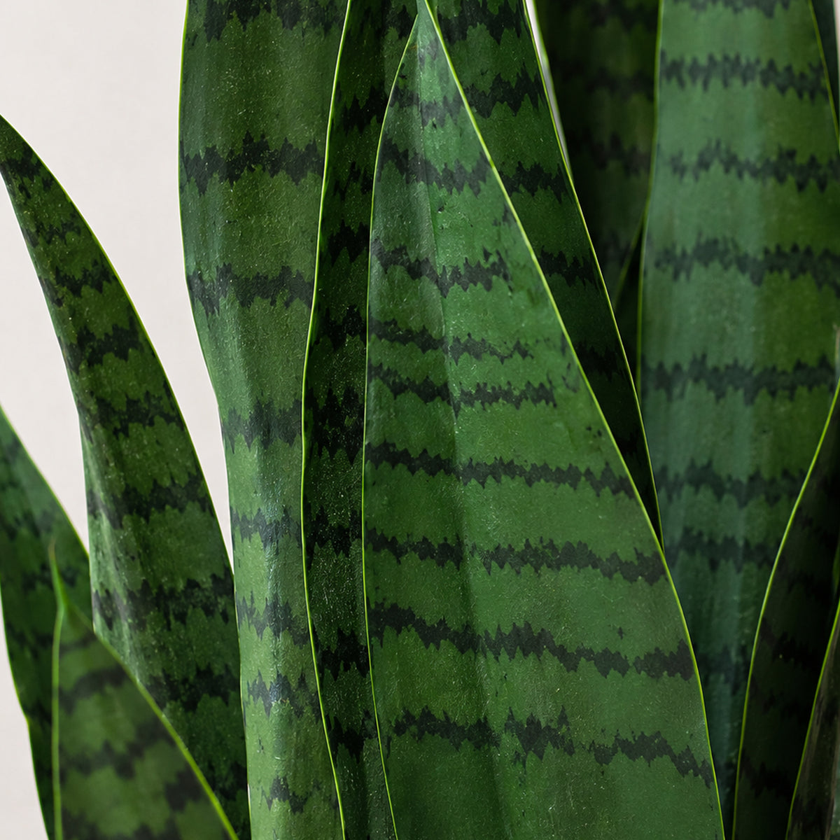 70cm Artificial Sansevieria Dark Green – image 3