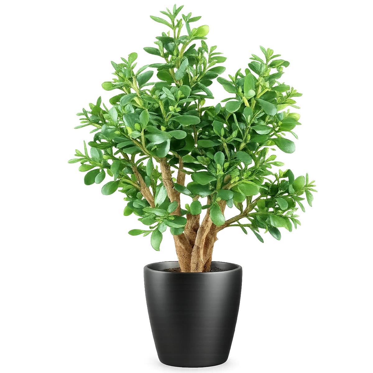70cm Artificial Deluxe Jade Plant – image 2