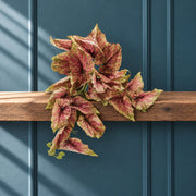 30cm Artificial Trailing Pink and Green Caladium