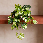 25cm Artificial Trailing Variegated Monstera Vine Plant