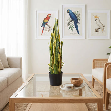 55cm Artificial Sansevieria Yellow Green Indoor Plant