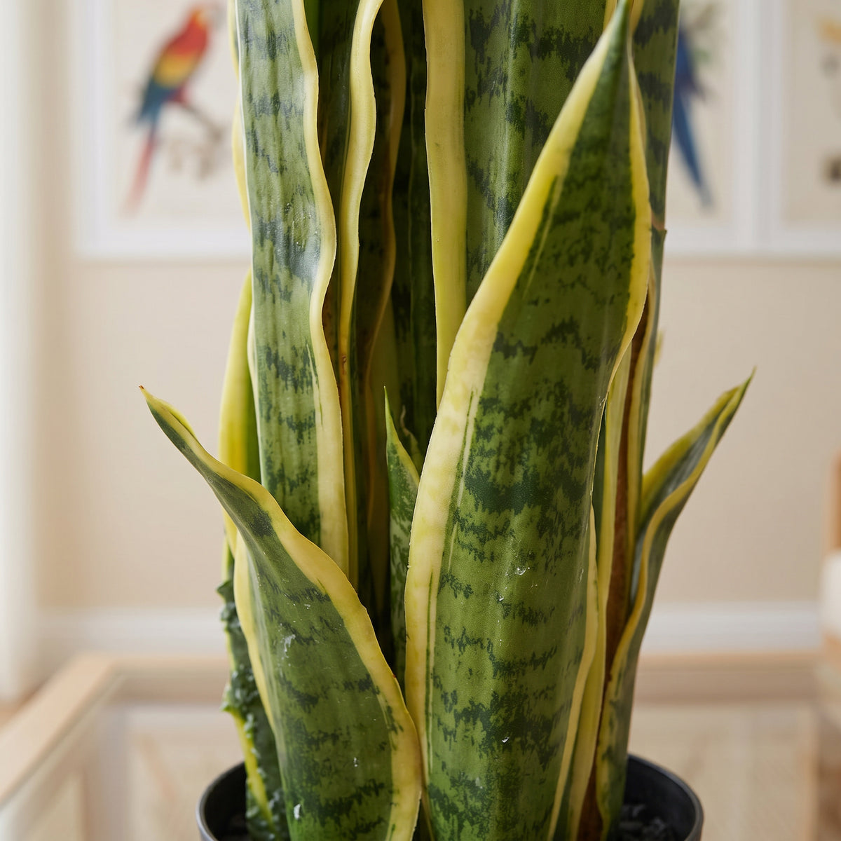 90cm (3ft) Artificial Sansevieria Yellow Green Indoor Plant - Large – image 4