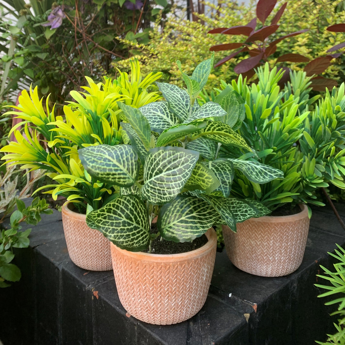 22cm Artificial Honey Plant Dark Green in Terracotta Pot – image 3