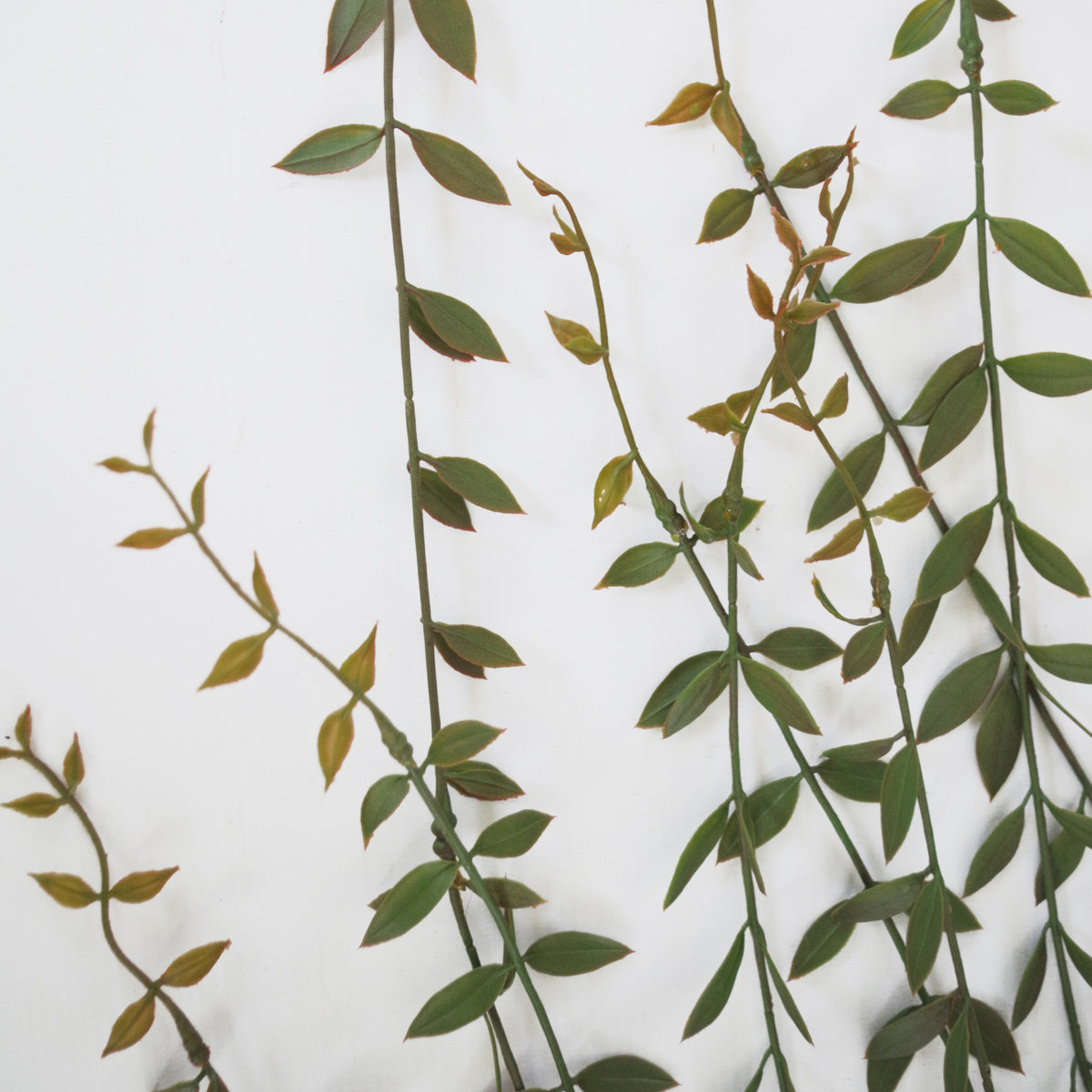 120cm Artificial Hanging String of Pearls Trailing Plant – image 5