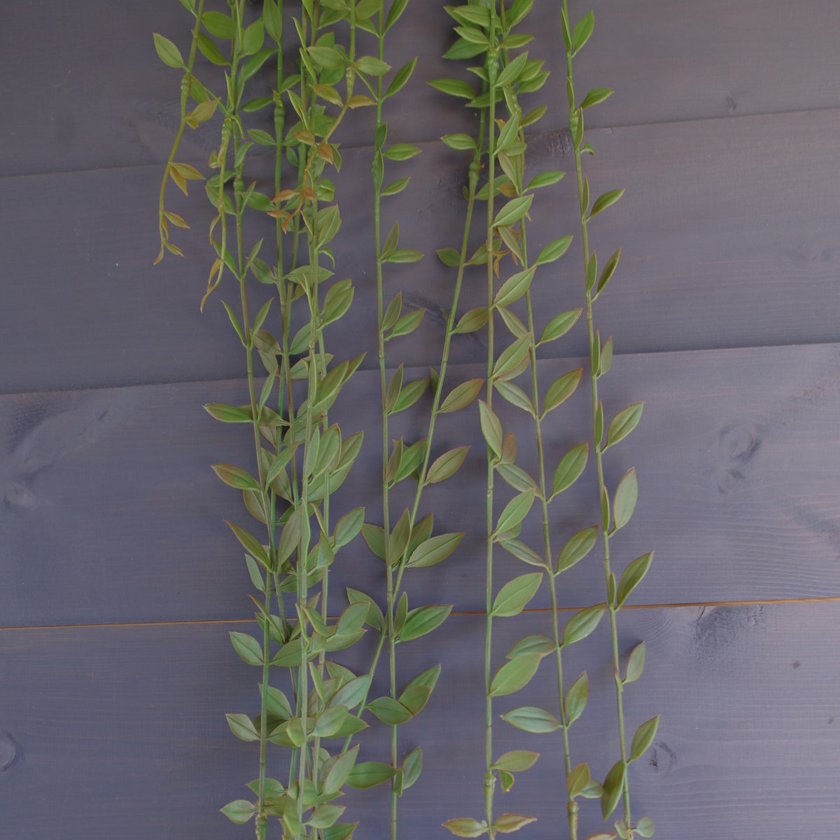 120cm Artificial Hanging String of Pearls Trailing Plant – image 4