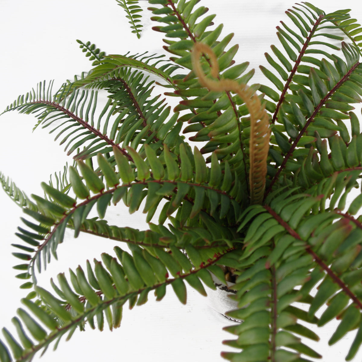 40cm Artificial Fern Bush in Decorative Planter – image 6