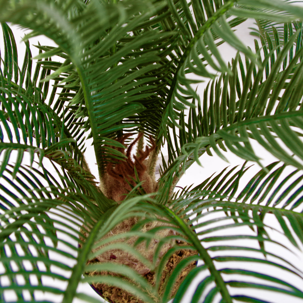 Artificial Tropical Cycas Palm Plant – image 6