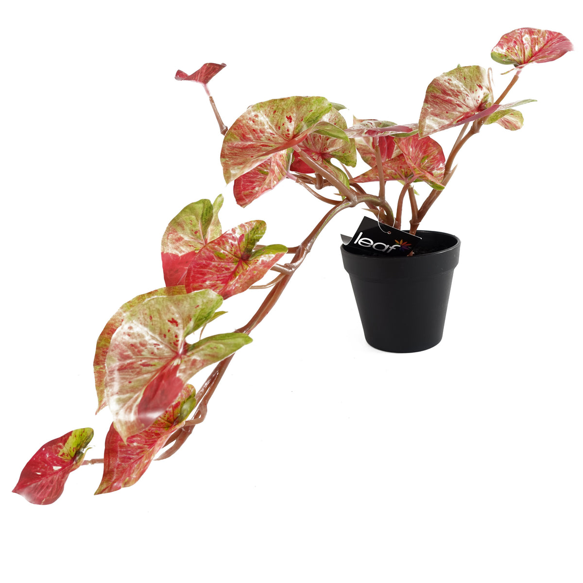 35cm Artificial Hanging Trailing Plant Pink Splash Caladium – image 3