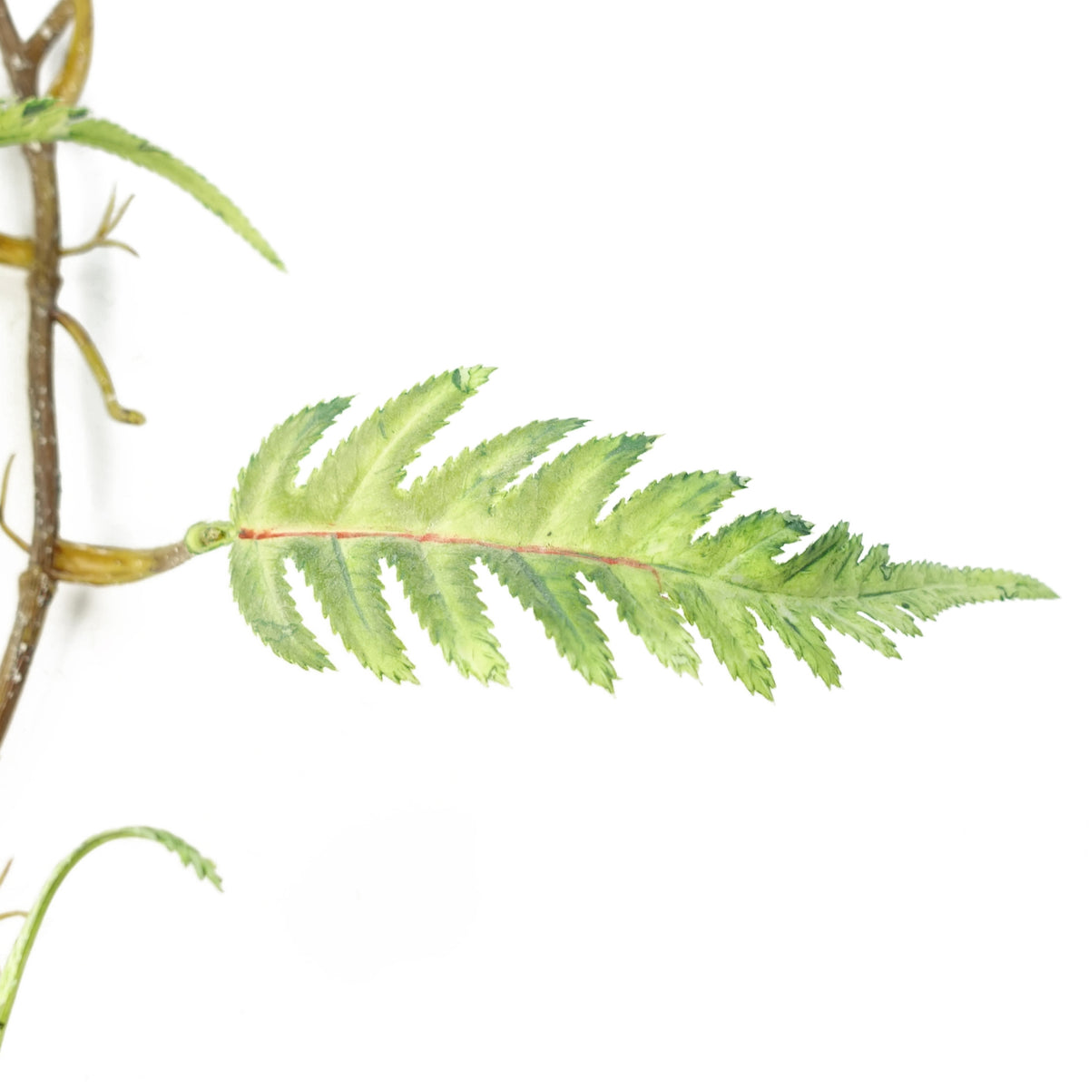125cm Artificial Hanging Trailing Fern Plant – image 2