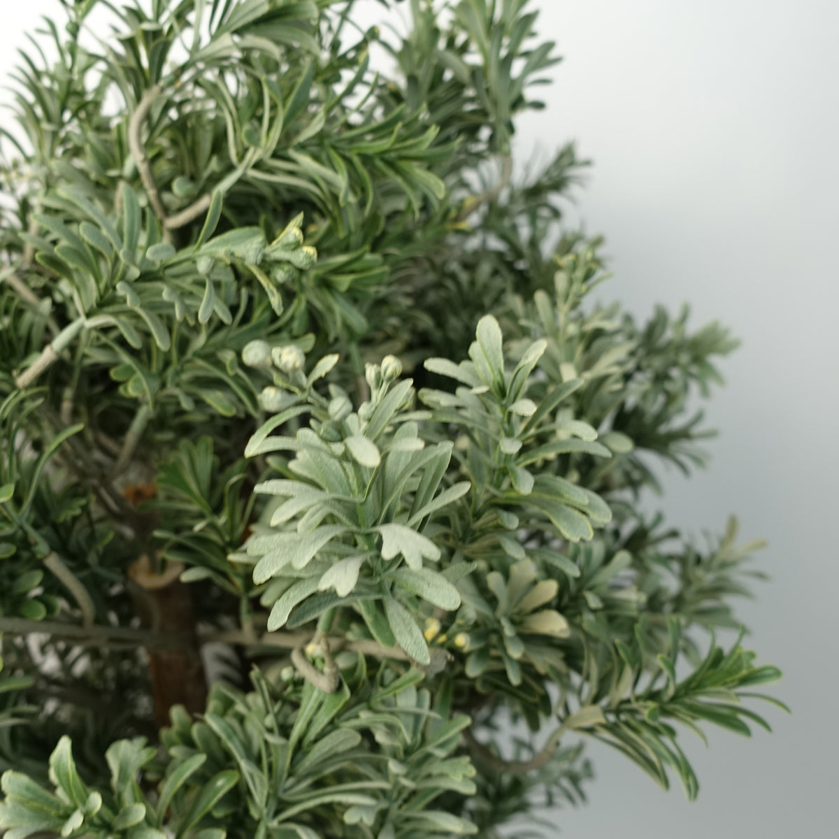 Artificial Topiary Artemisa Plant – image 2