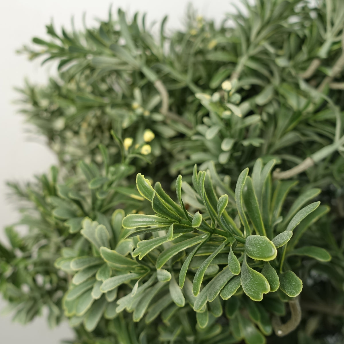 Artificial Topiary Artemisa Plant – image 4