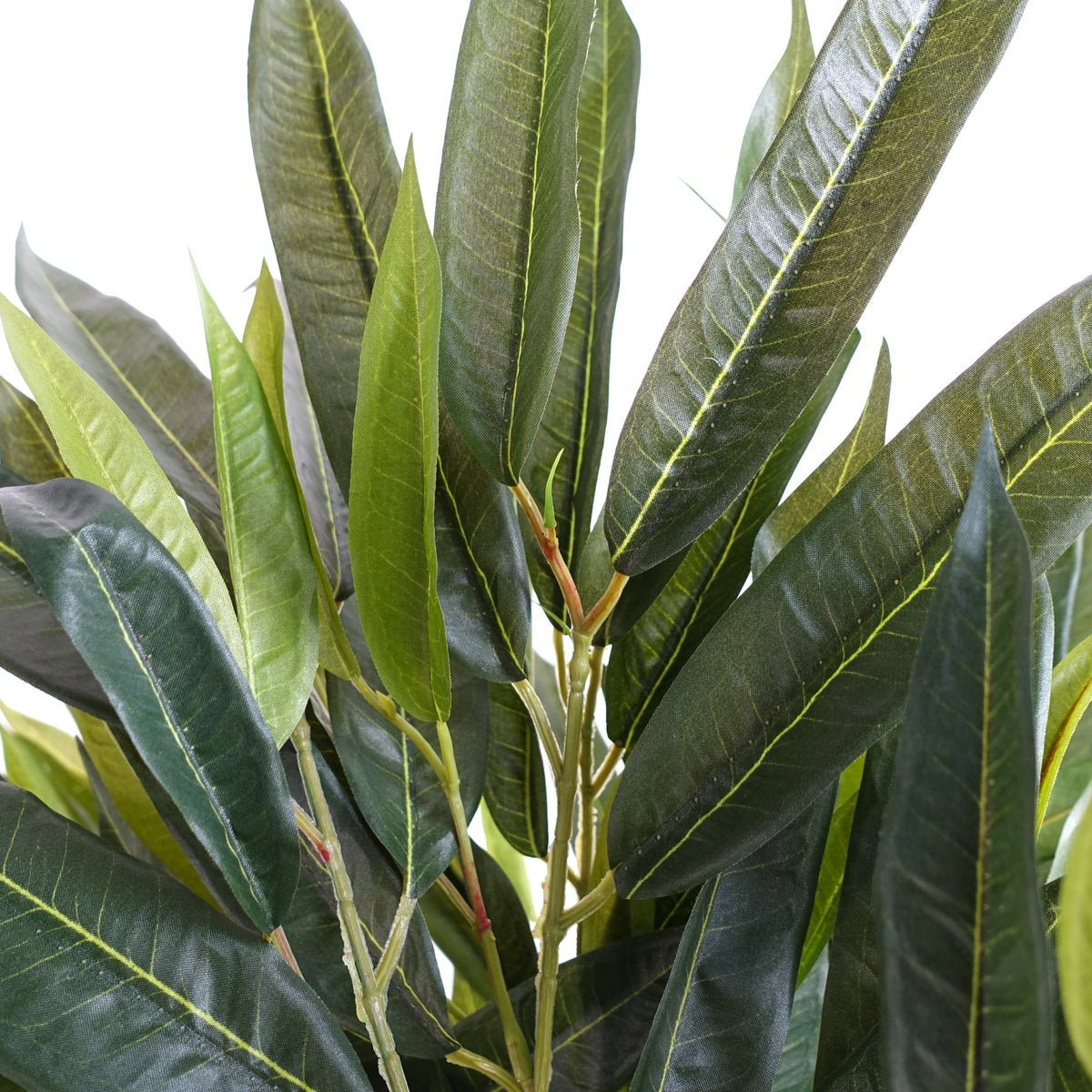 100cm Longifolia Ficus Tree Artificial Natural Trunk – image 4