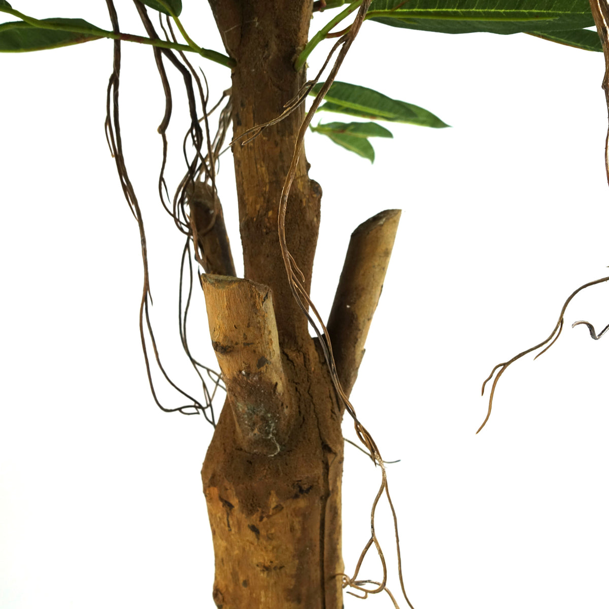 100cm Longifolia Ficus Tree Artificial Natural Trunk – image 5