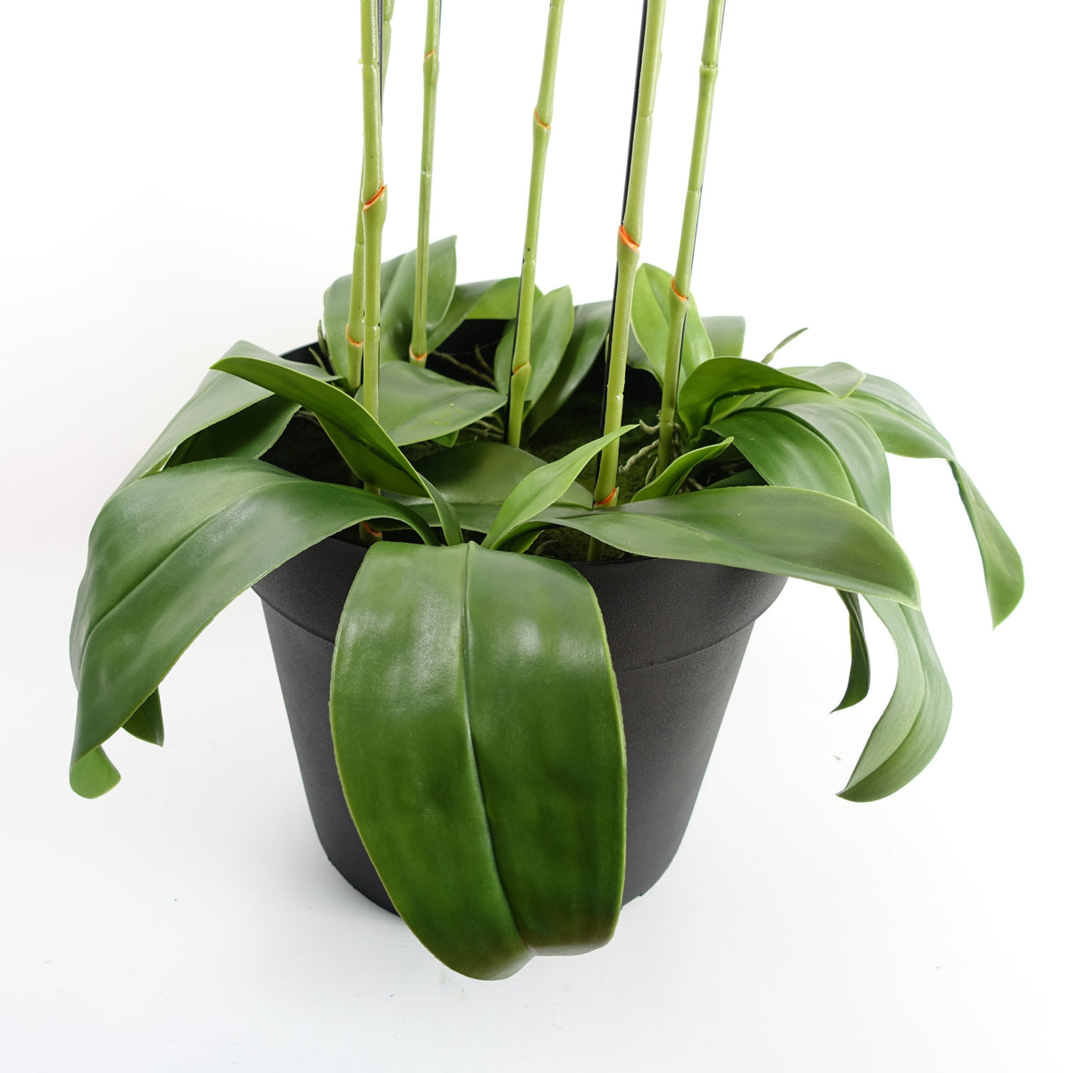 110cm Large Black Orchid Plant - Artificial - 41 REAL TOUCH flowers – image 6