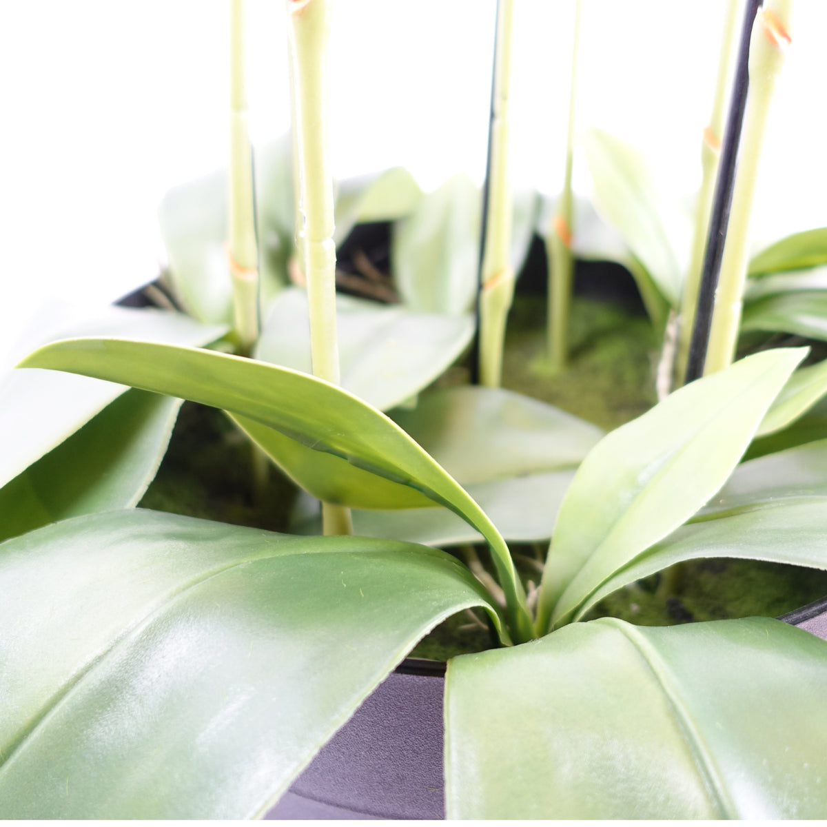110cm Large Pink Orchid Plant - Artificial - 41 REAL TOUCH flowers – image 6