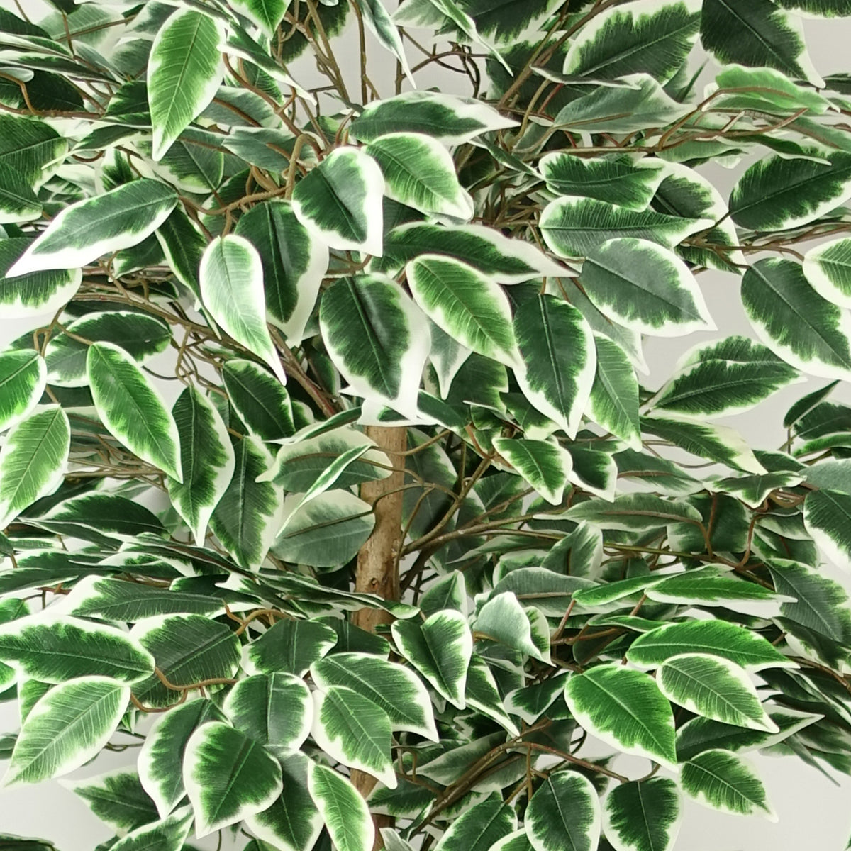 150cm Artificial Ficus Tree 1008 Silk Leaves – image 5