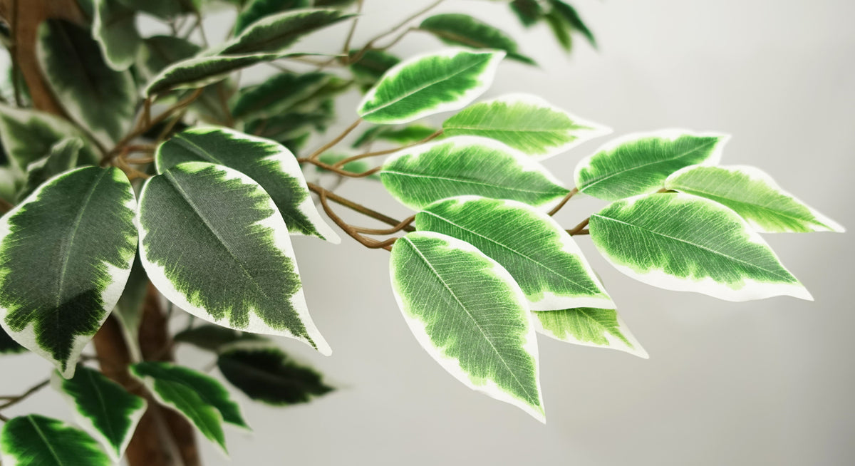 150cm Artificial Ficus Tree 1008 Silk Leaves – image 6
