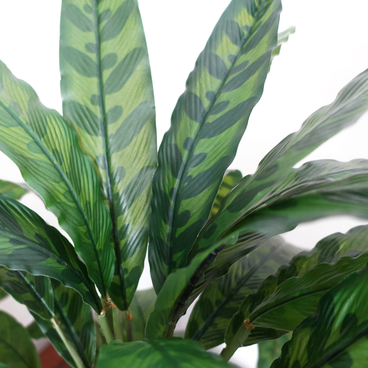 60cm Variegated Artificial Calathea Plant – image 5