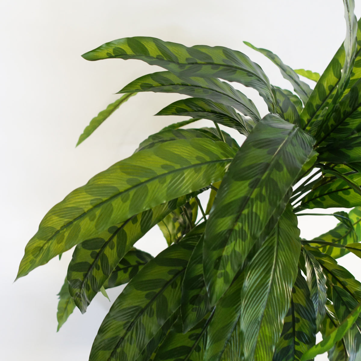 60cm Variegated Artificial Calathea Plant – image 2
