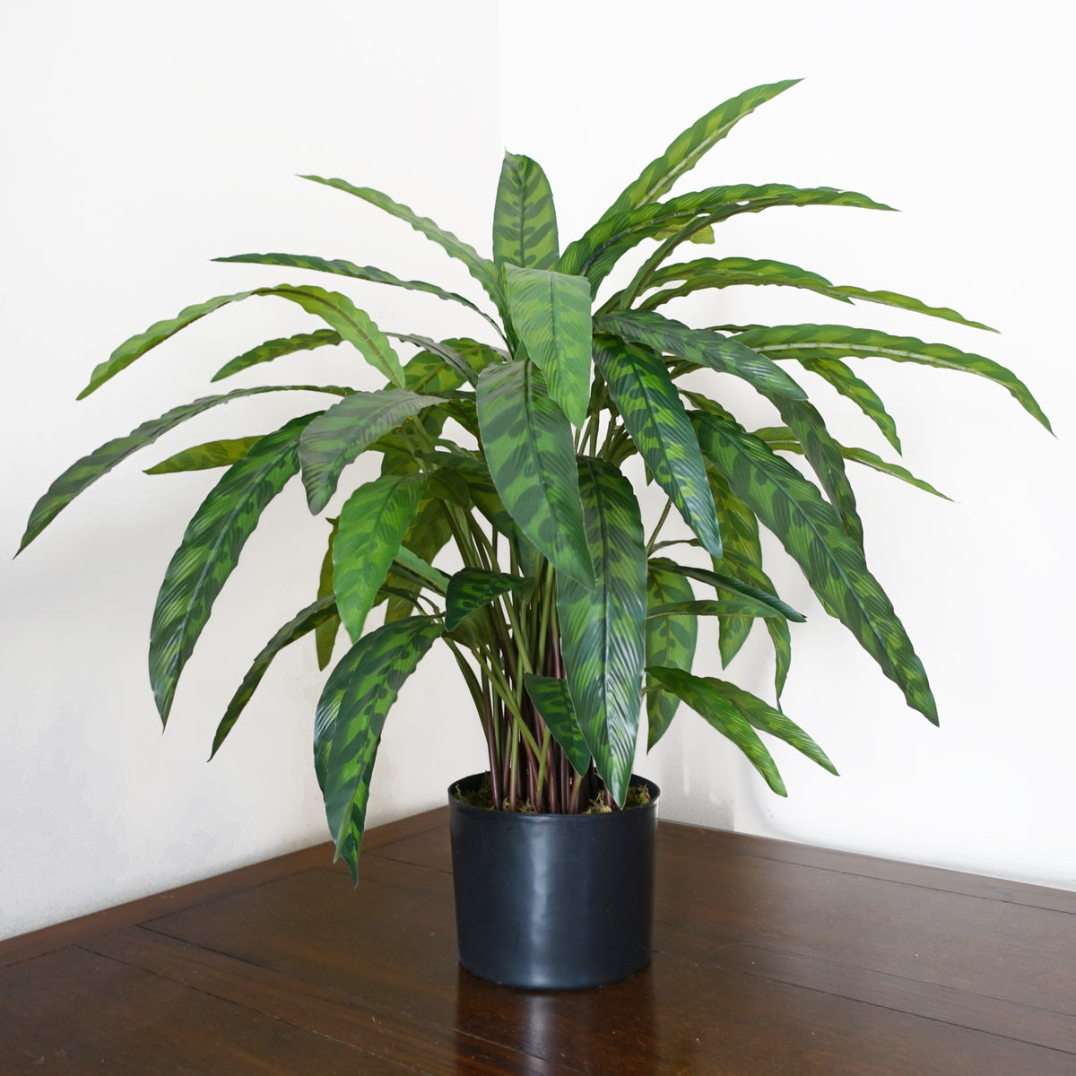 60cm Variegated Artificial Calathea Plant