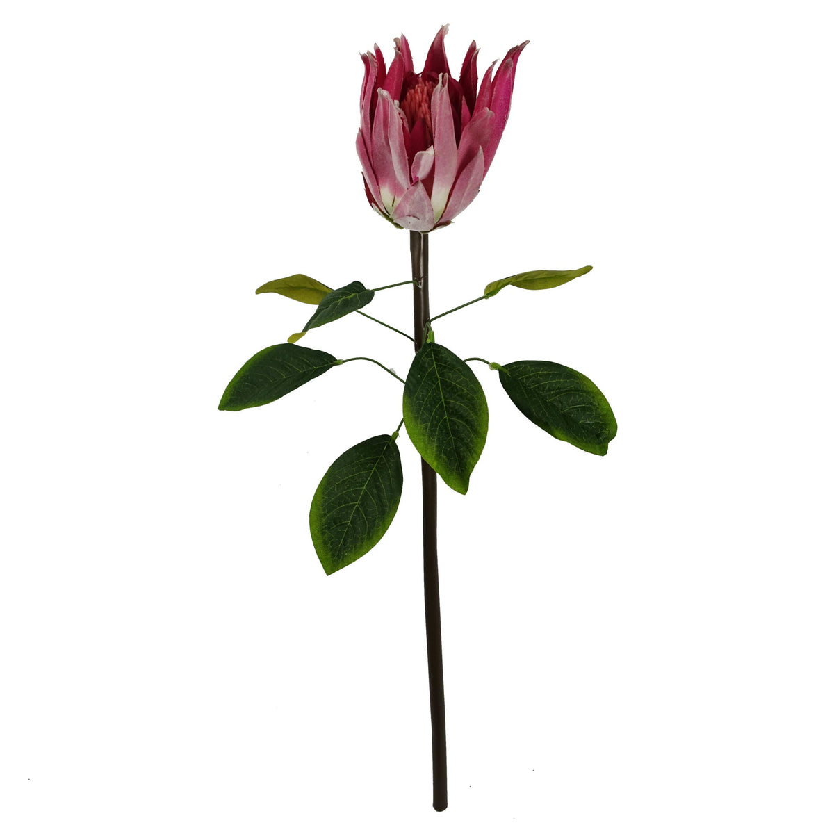 65cm Artificial Protea Sugarbush Flower Stem – image 23