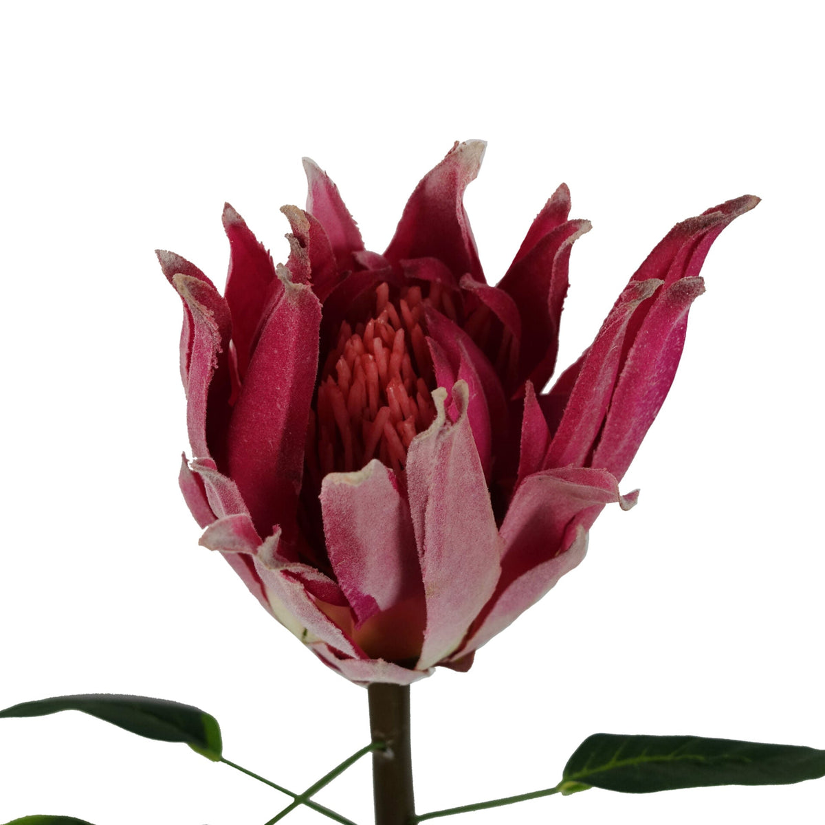 65cm Artificial Protea Sugarbush Flower Stem – image 24