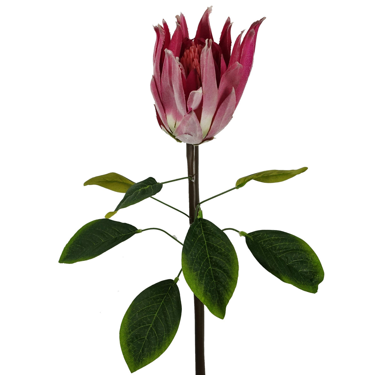 65cm Artificial Protea Sugarbush Flower Stem – image 18