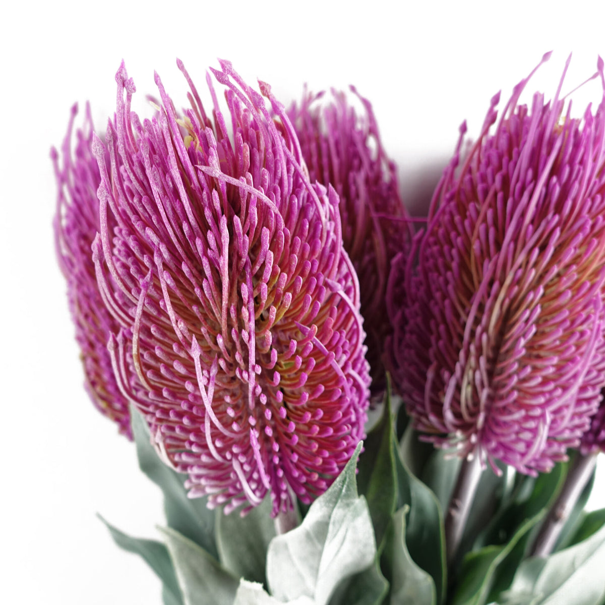 75cm Banksia Menziesii Faux Flower Stem Artificial – image 6