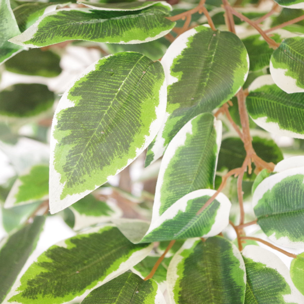 130cm LARGE Realistic White Edge Ficus Artificial Plant Tree – image 3
