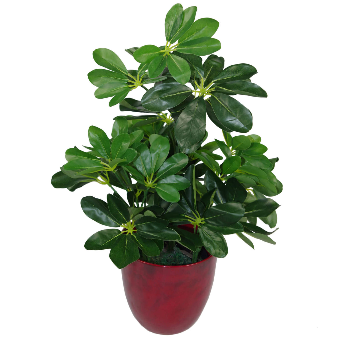 55cm Green Artificial Schefflera Arboricola Plant – image 5