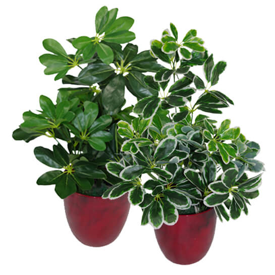 55cm Green Artificial Schefflera Arboricola Plant – image 4