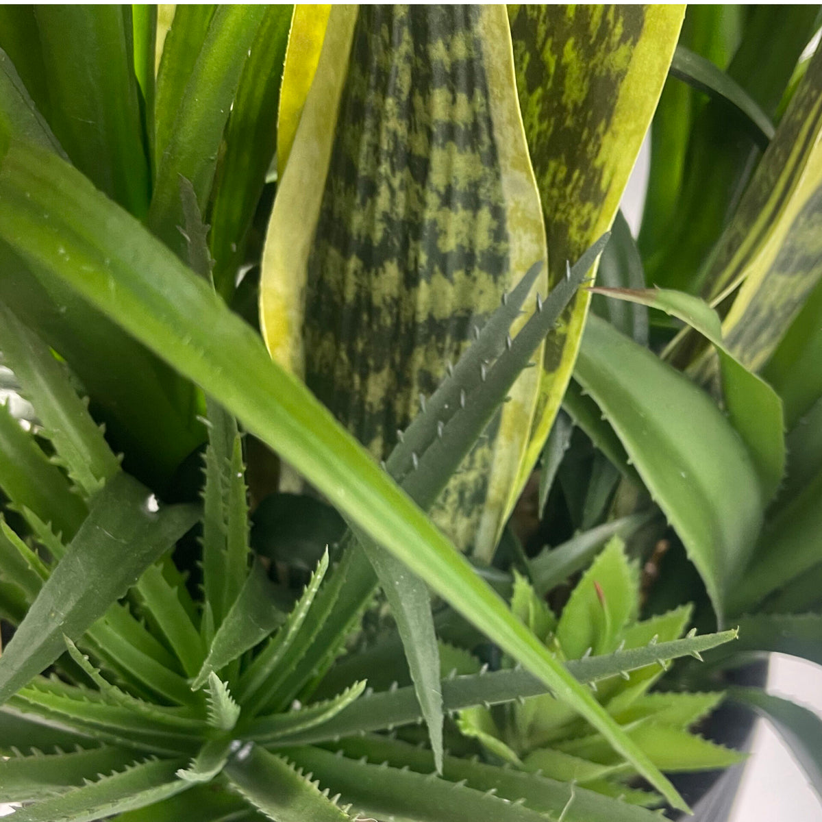 100cm Artificial Yucca Display in Pot – image 5