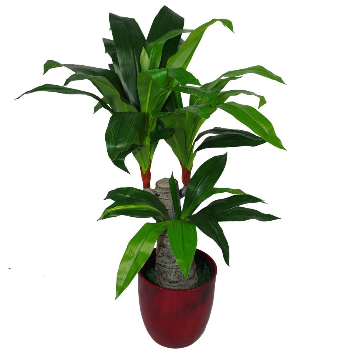 75cm Artificial Dracaena Plant - Wide Trunk Triple Branch Large – image 2