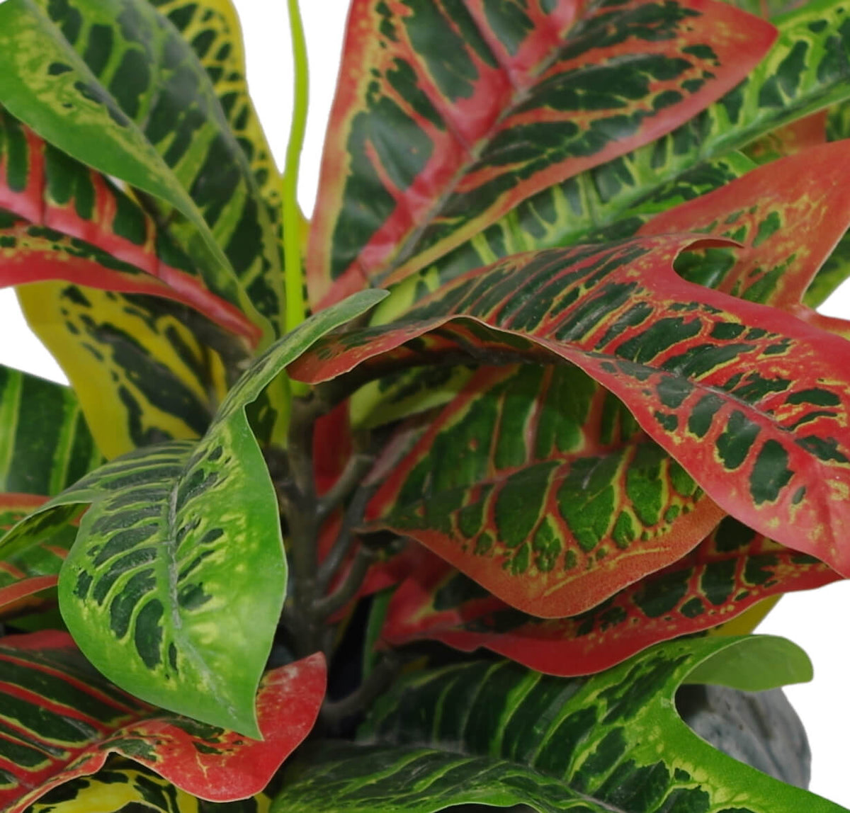 40cm Artificial Codiaeum Multicoloured House Plant – image 3