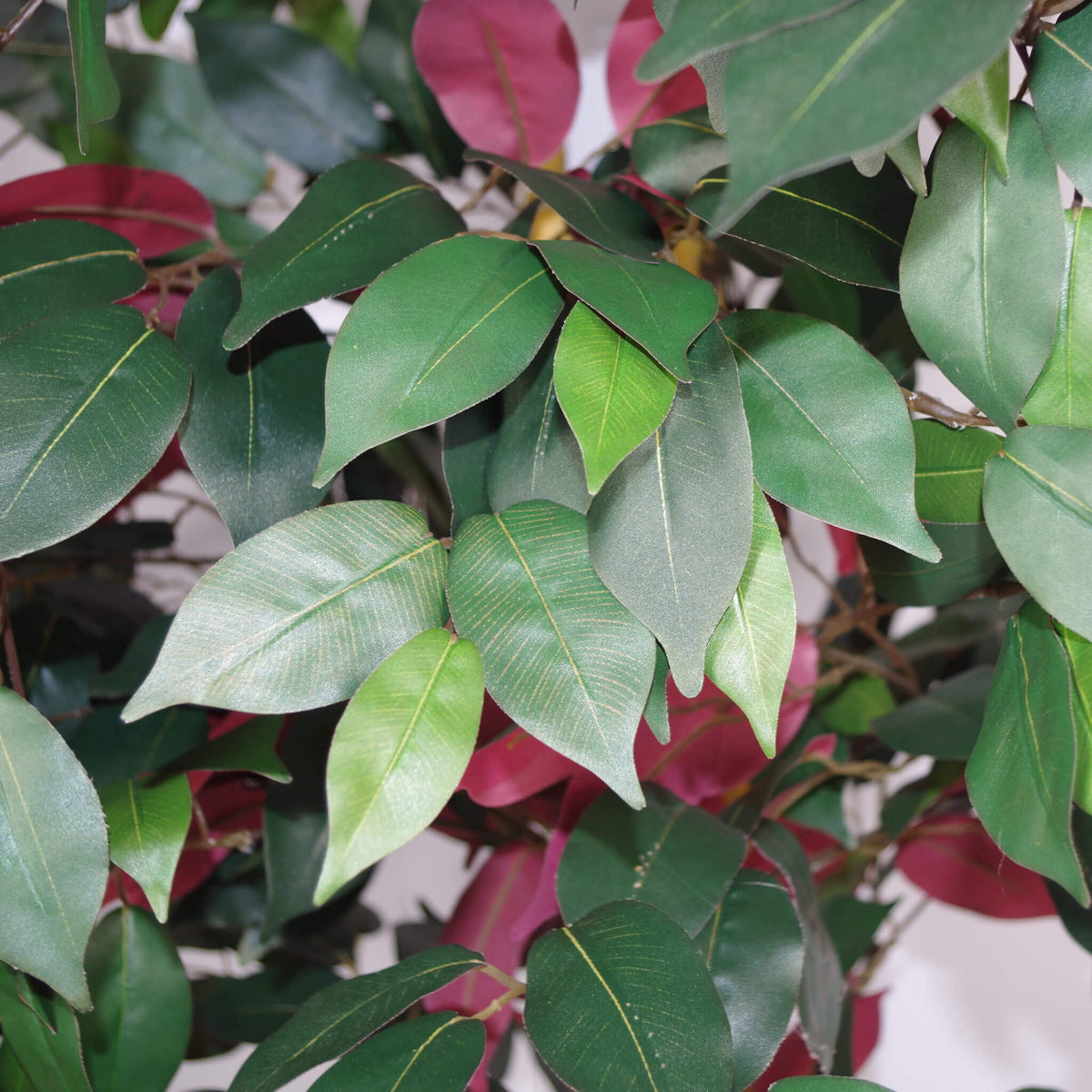120cm (4ft) Artificial Capensia Red Ficus Tree Ficus Plant - Extra Large – image 9